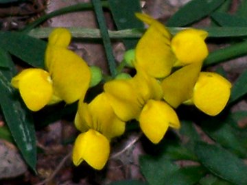 Lathyrus pratensis